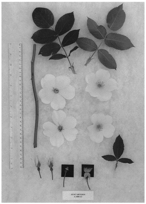 Figure 1 of US plant patent PP32074, the photograph of AUScartoon printed in the patent.