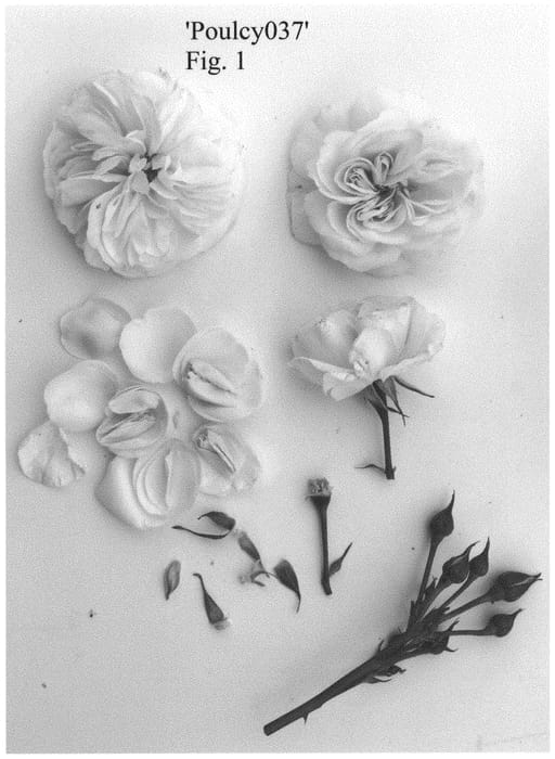 Figure 1 of US plant patent PP32075, the photograph of Poulcy037 printed in the patent.