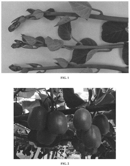 Figure 1 of US plant patent PP32076, the photograph of ZES008 printed in the patent.