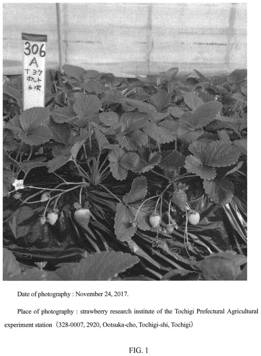 Figure 1 of US plant patent PP32077, the photograph of Tochigi i37 Go printed in the patent.