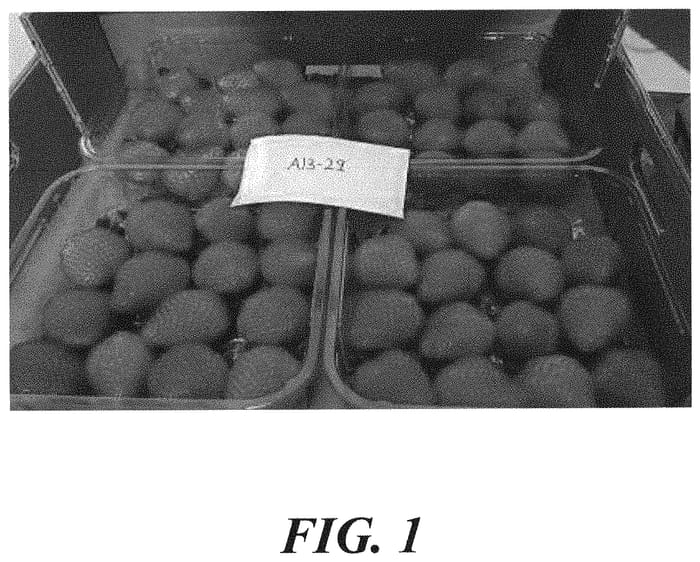 Figure 1 of US plant patent PP32078, the photograph of A13-29 printed in the patent.