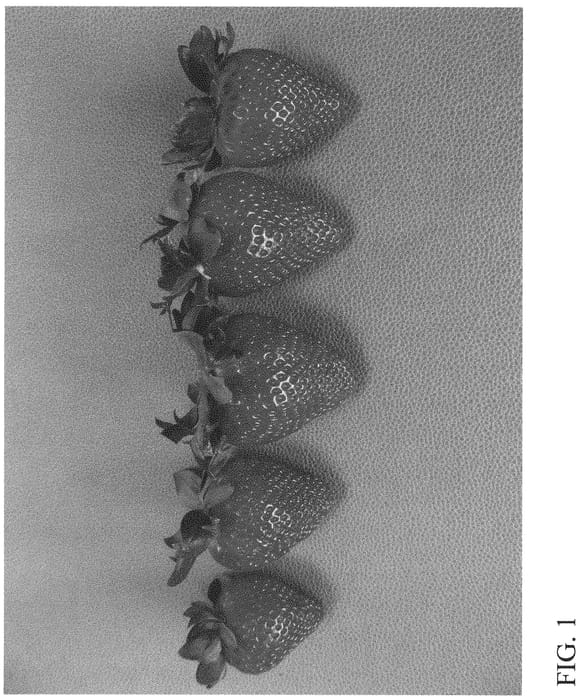 Figure 1 of US plant patent PP32079, the photograph of DrisStrawSixtyEight printed in the patent.