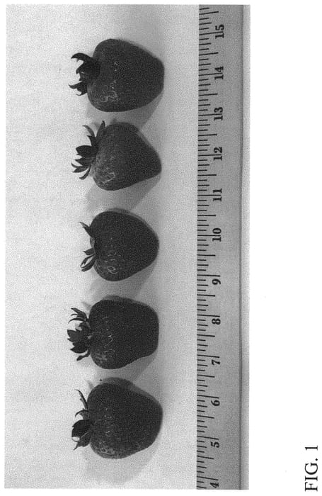 Figure 1 of US plant patent PP32080, the photograph of DrisStrawSeventyFive printed in the patent.