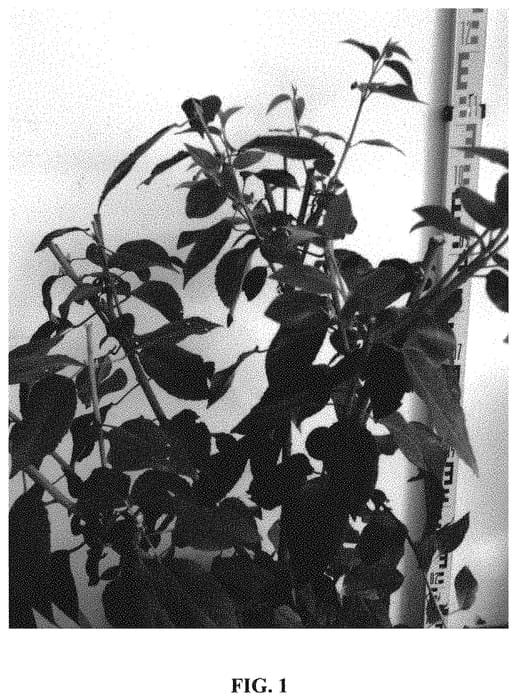 Figure 1 of US plant patent PP32081, the photograph of AZ50 printed in the patent.