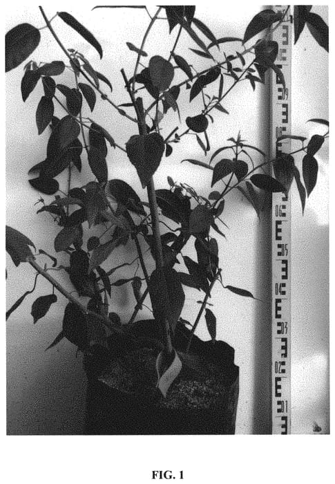 Figure 1 of US plant patent PP32082, the photograph of VB1 printed in the patent.