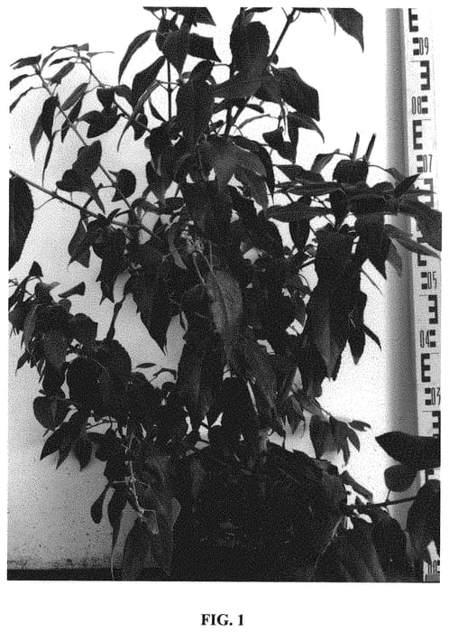 Figure 1 of US plant patent PP32083, the photograph of Pretoria printed in the patent.