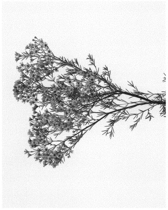 Figure 1 of US plant patent PP32084, the photograph of SOLAR printed in the patent.