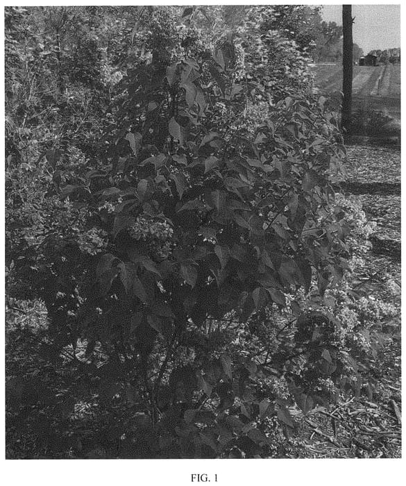 Figure 1 of US plant patent PP32085, the photograph of SCHolirofrag printed in the patent.