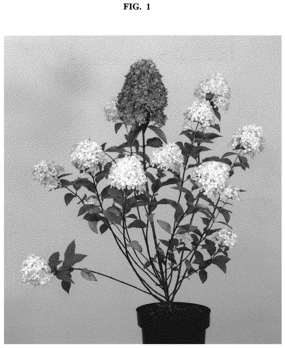Figure 1 of US plant patent PP32086, the photograph of LC NO7 printed in the patent.