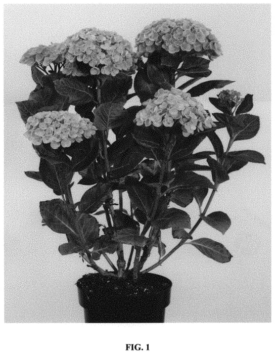 Figure 1 of US plant patent PP32087, the photograph of Hokomazone printed in the patent.