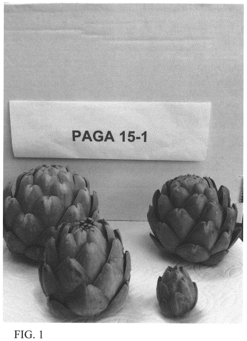 Figure 1 of US plant patent PP32088, the photograph of PAGA 15-1 printed in the patent.
