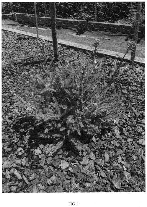 Figure 1 of US plant patent PP32089, the photograph of HEARTTHROB printed in the patent.