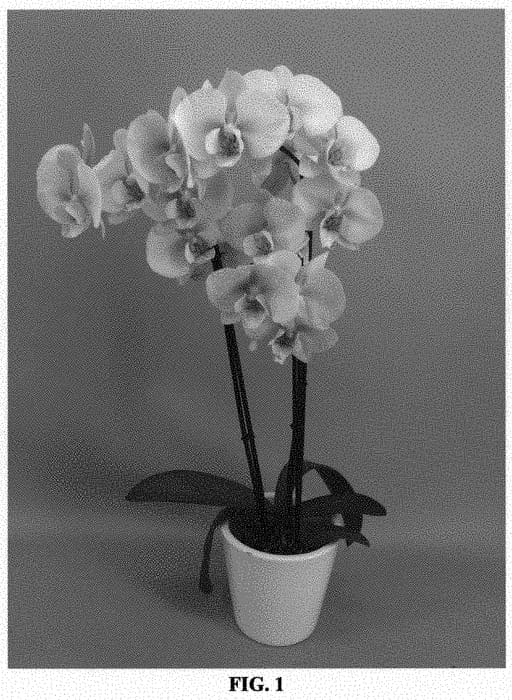Figure 1 of US plant patent PP32090, the photograph of PHALGAKXYN printed in the patent.