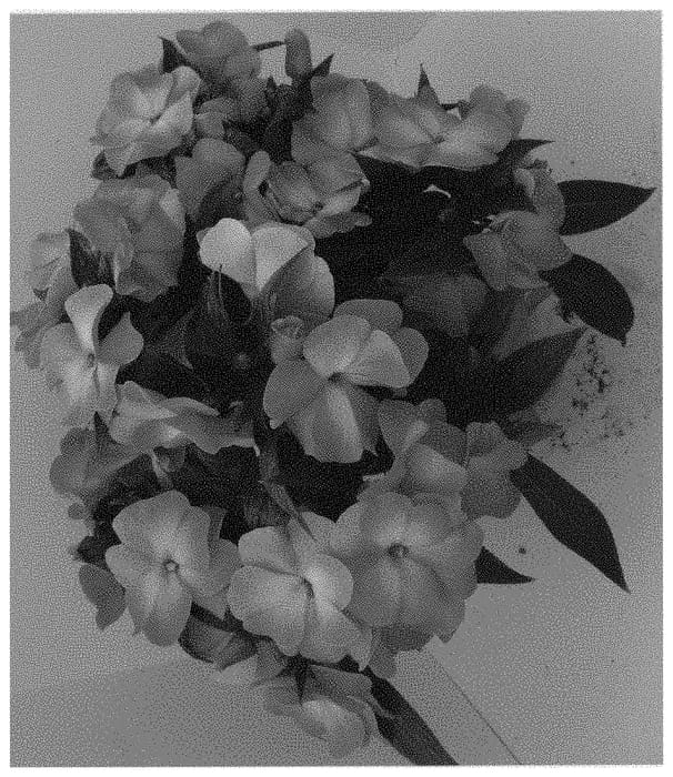 Figure 1 of US plant patent PP32091, the photograph of Dongipetpiberpi printed in the patent.