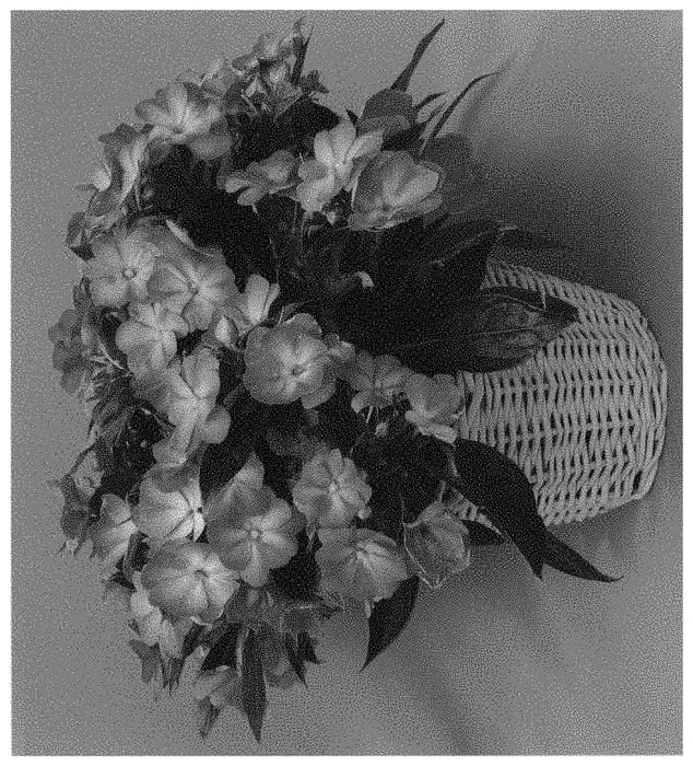 Figure 1 of US plant patent PP32092, the photograph of Dongiswepila printed in the patent.