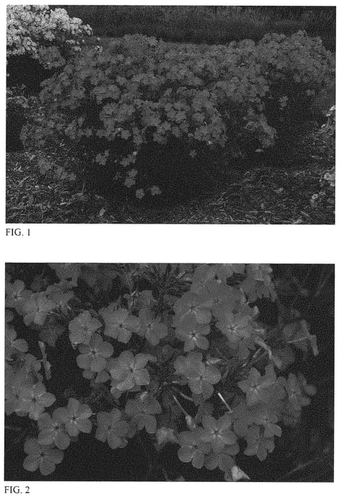 Figure 1 of US plant patent PP32093, the photograph of Opening Act Ultrapink printed in the patent.