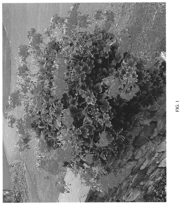 Figure 1 of US plant patent PP32094, the photograph of G17003 printed in the patent.