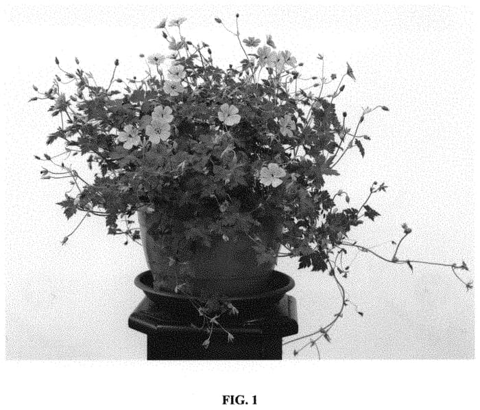 Figure 1 of US plant patent PP32095, the photograph of Bocoalsbl printed in the patent.