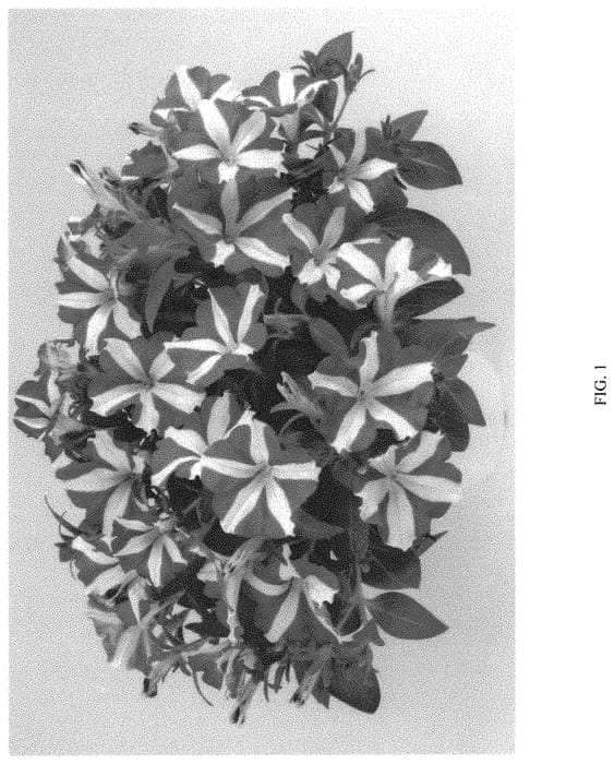 Figure 1 of US plant patent PP32096, the photograph of DPETAMKOH printed in the patent.