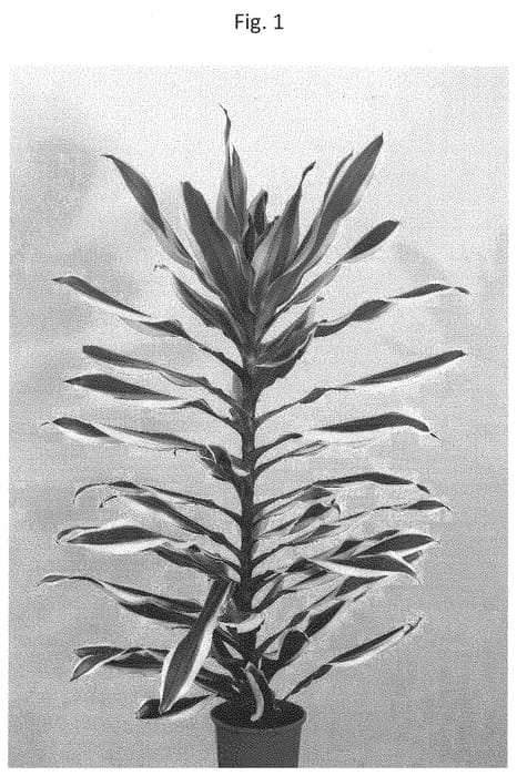 Figure 1 of US plant patent PP32097, the photograph of PVDRAGK printed in the patent.