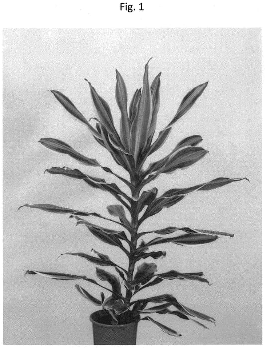 Figure 1 of US plant patent PP32098, the photograph of PVDRAGQ printed in the patent.