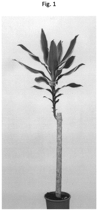 Figure 1 of US plant patent PP32099, the photograph of PVDRAGCI printed in the patent.