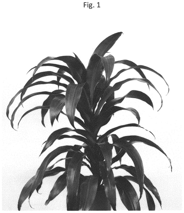 Figure 1 of US plant patent PP32100, the photograph of PVDRALC printed in the patent.
