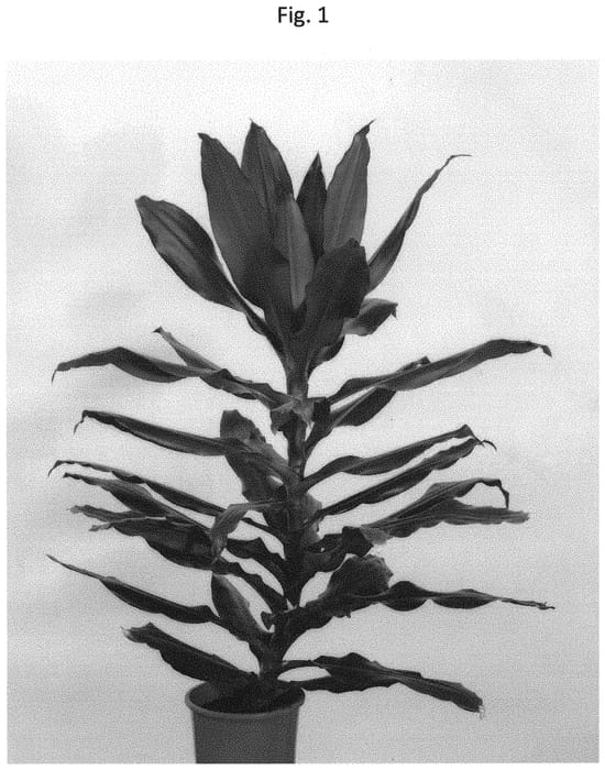 Figure 1 of US plant patent PP32101, the photograph of PVDRASG2 printed in the patent.