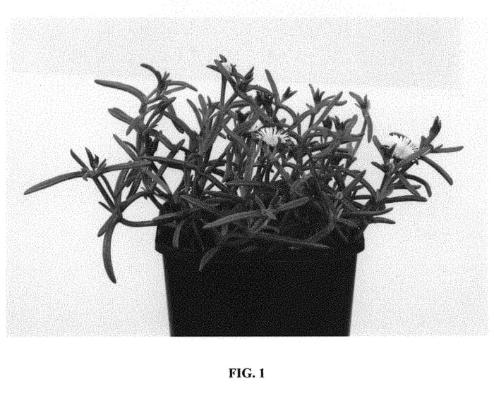 Figure 1 of US plant patent PP32103, the photograph of Wow312 printed in the patent.
