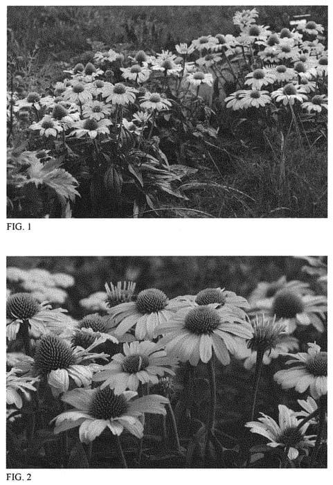 Figure 1 of US plant patent PP32104, the photograph of Yellow My Darling printed in the patent.