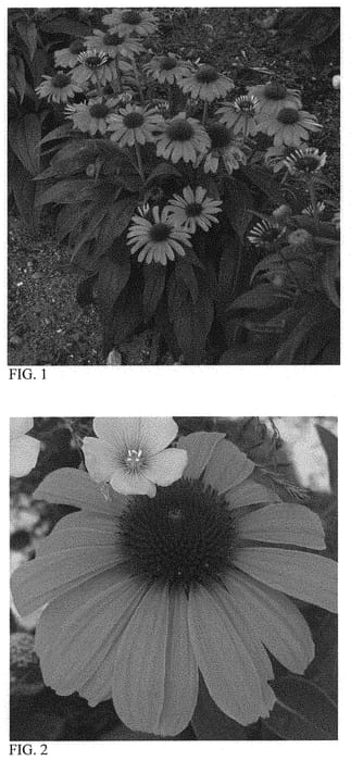 Figure 1 of US plant patent PP32105, the photograph of Orange You Awesome printed in the patent.
