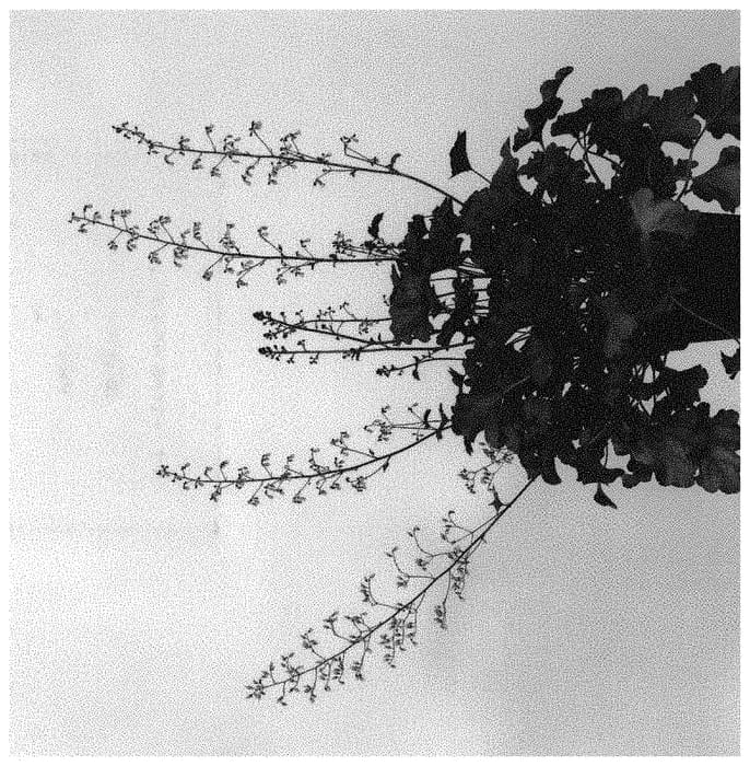 Figure 1 of US plant patent PP32106, the photograph of IFHEPR printed in the patent.
