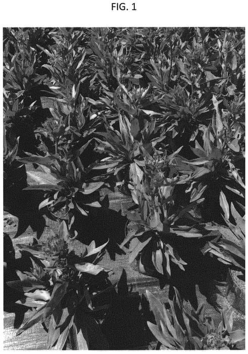 Figure 1 of US plant patent PP32107, the photograph of Mega Mels printed in the patent.