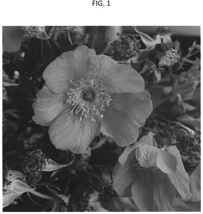 Figure 1 of US plant patent PP32108, the photograph of L6 printed in the patent.