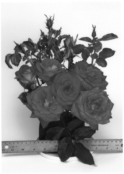 Figure 1 of US plant patent PP32109, the photograph of WEKlovapkemu printed in the patent.