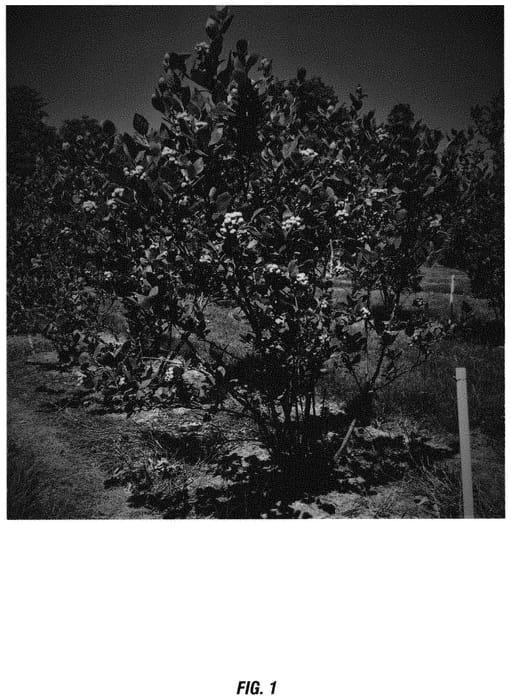 Figure 1 of US plant patent PP32110, the photograph of Katahdin printed in the patent.