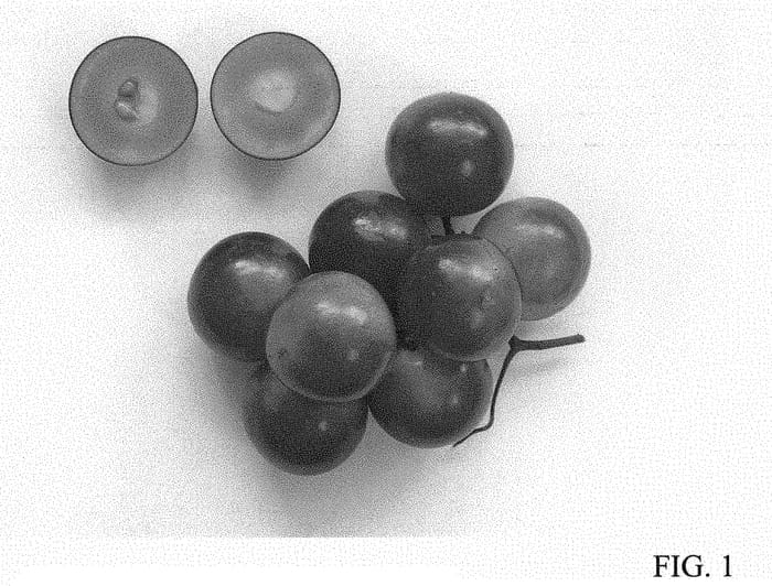 Figure 1 of US plant patent PP32111, the photograph of Ga. 8-1-338 printed in the patent.