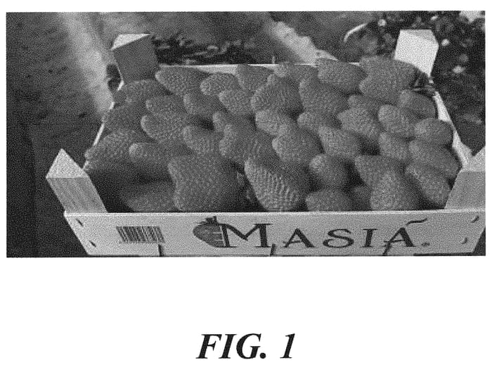 Figure 1 of US plant patent PP32112, the photograph of A13-72 printed in the patent.