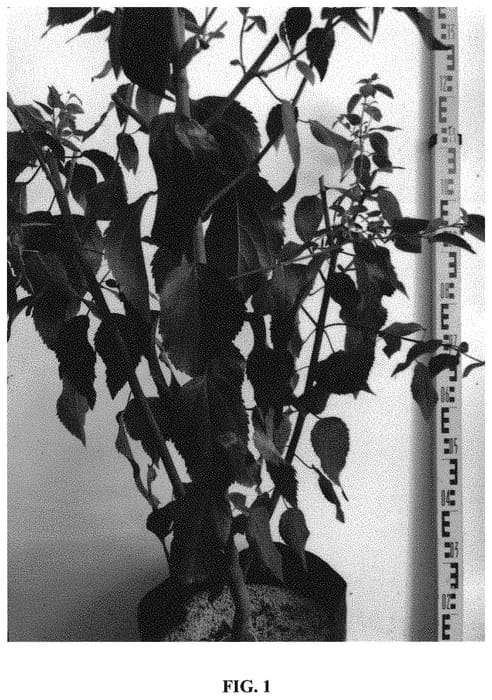 Figure 1 of US plant patent PP32113, the photograph of Sobresale printed in the patent.