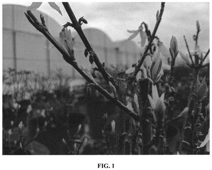 Figure 1 of US plant patent PP32114, the photograph of MNICH01 printed in the patent.
