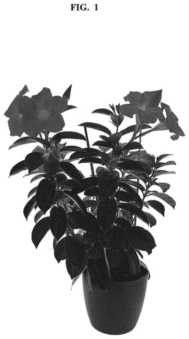 Figure 1 of US plant patent PP32115, the photograph of Inmanbeppa printed in the patent.