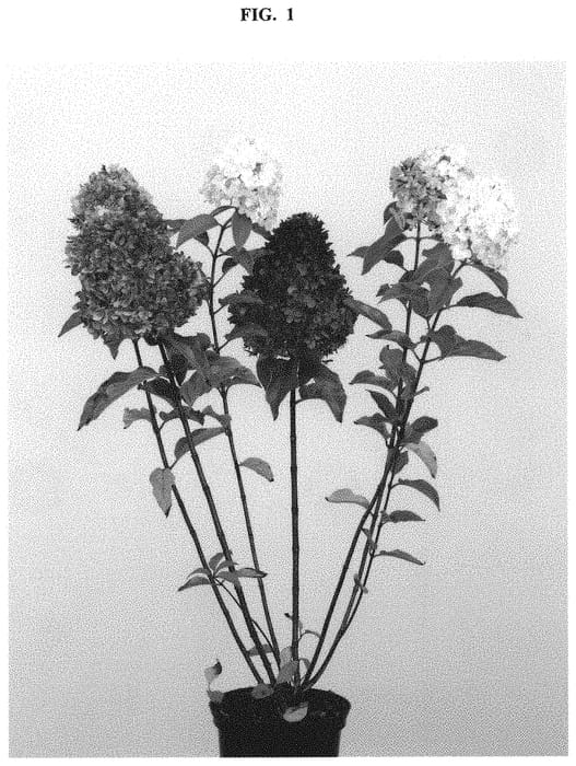 Figure 1 of US plant patent PP32116, the photograph of LC NO2 printed in the patent.