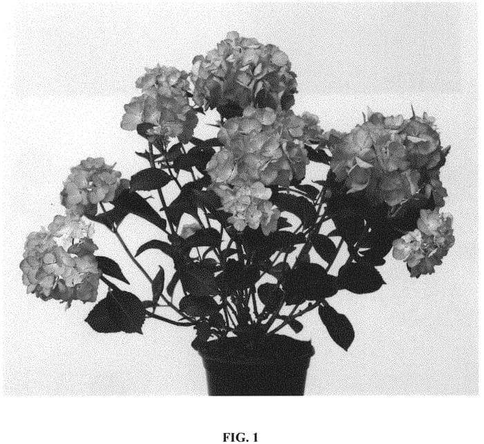 Figure 1 of US plant patent PP32117, the photograph of Hokomalure printed in the patent.