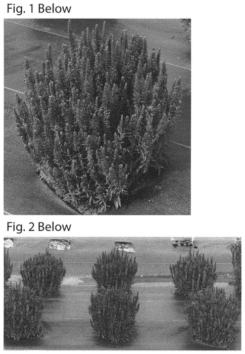 Figure 1 of US plant patent PP32118, the photograph of TNVEOVB printed in the patent.