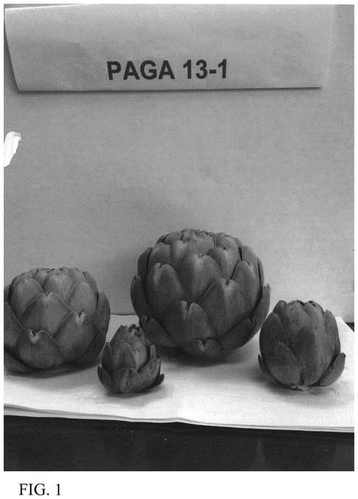 Figure 1 of US plant patent PP32119, the photograph of PAGA 13-1 printed in the patent.