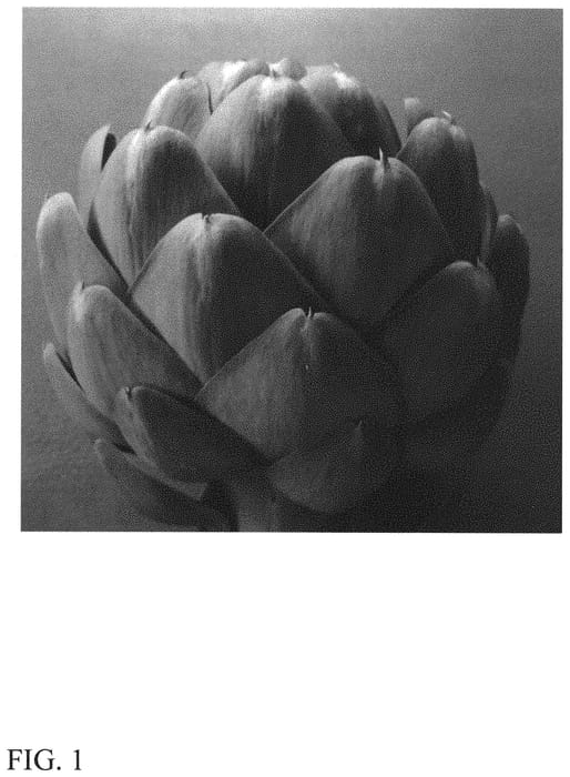 Figure 1 of US plant patent PP32120, the photograph of PAGA G-1 printed in the patent.