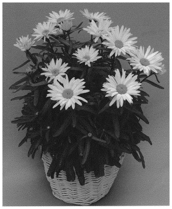 Figure 1 of US plant patent PP32121, the photograph of Q3597-2 printed in the patent.