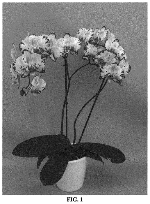 Figure 1 of US plant patent PP32122, the photograph of PHALHOWLO printed in the patent.