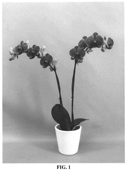 Figure 1 of US plant patent PP32123, the photograph of PHALGRYPS printed in the patent.