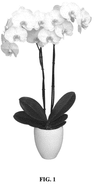 Figure 1 of US plant patent PP32124, the photograph of PHALGETCHA printed in the patent.